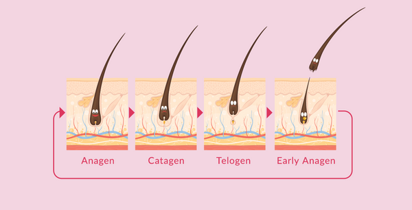 The Science Behind Hair Growth: Exploring the Hair Growth Cycle