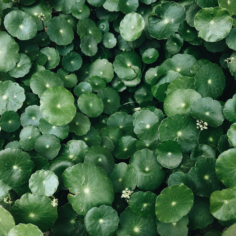 The Research on Gotu Kola for Hair Growth