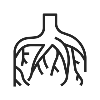 Marshmallow Root Extract