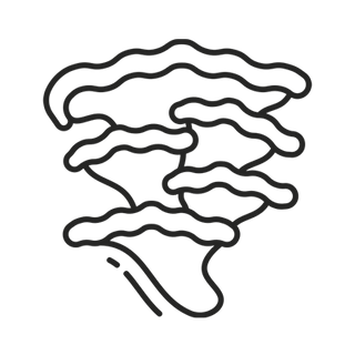 Turkey Tail Mushroom Extract